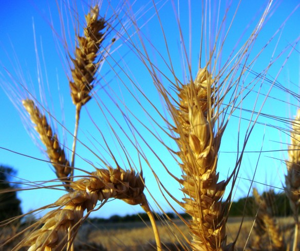 Wheat Field (Olathe) 6-1-12 am 014