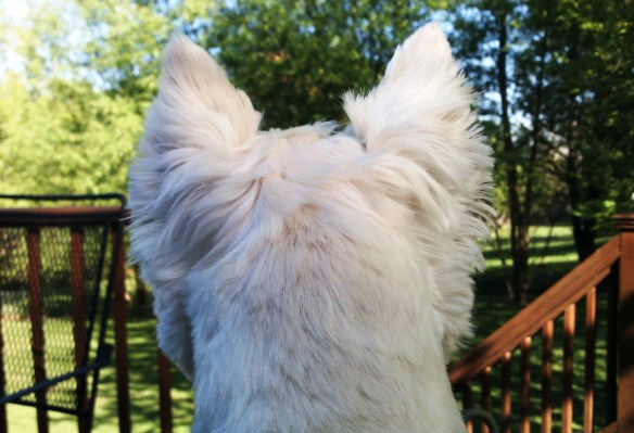 Carson's View 4-6-12