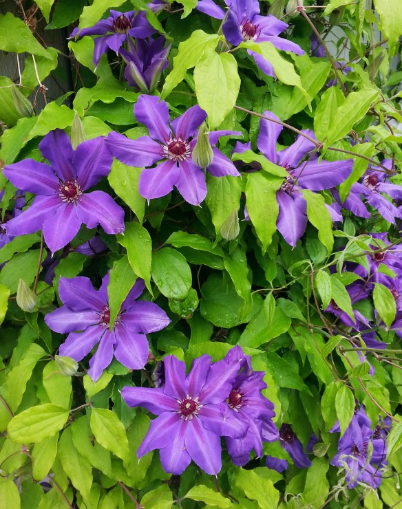 Clematis