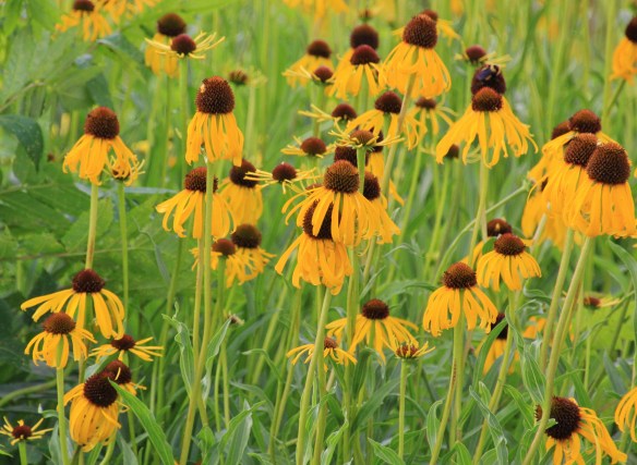 Cone Flowers 6-2-15 001