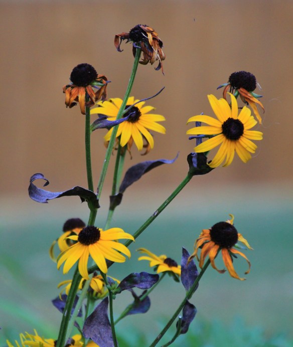 Steam Trains & Misc-60D 015