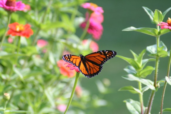 Monarchs & Zinnias h 9-18-11