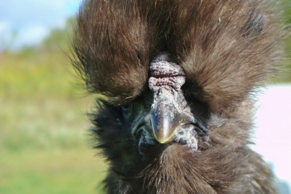 Farm Visit 9-26-10 036