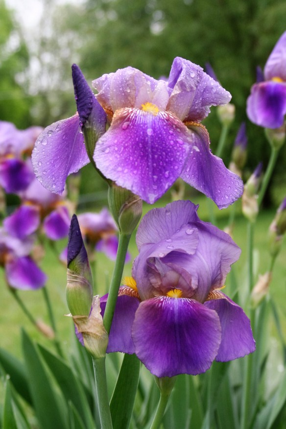 Iris' 5-13-11 004