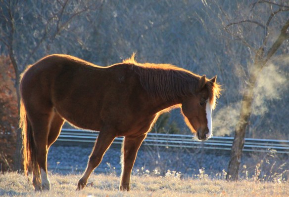 Sunlit Horse 2-26-15 011.JPG