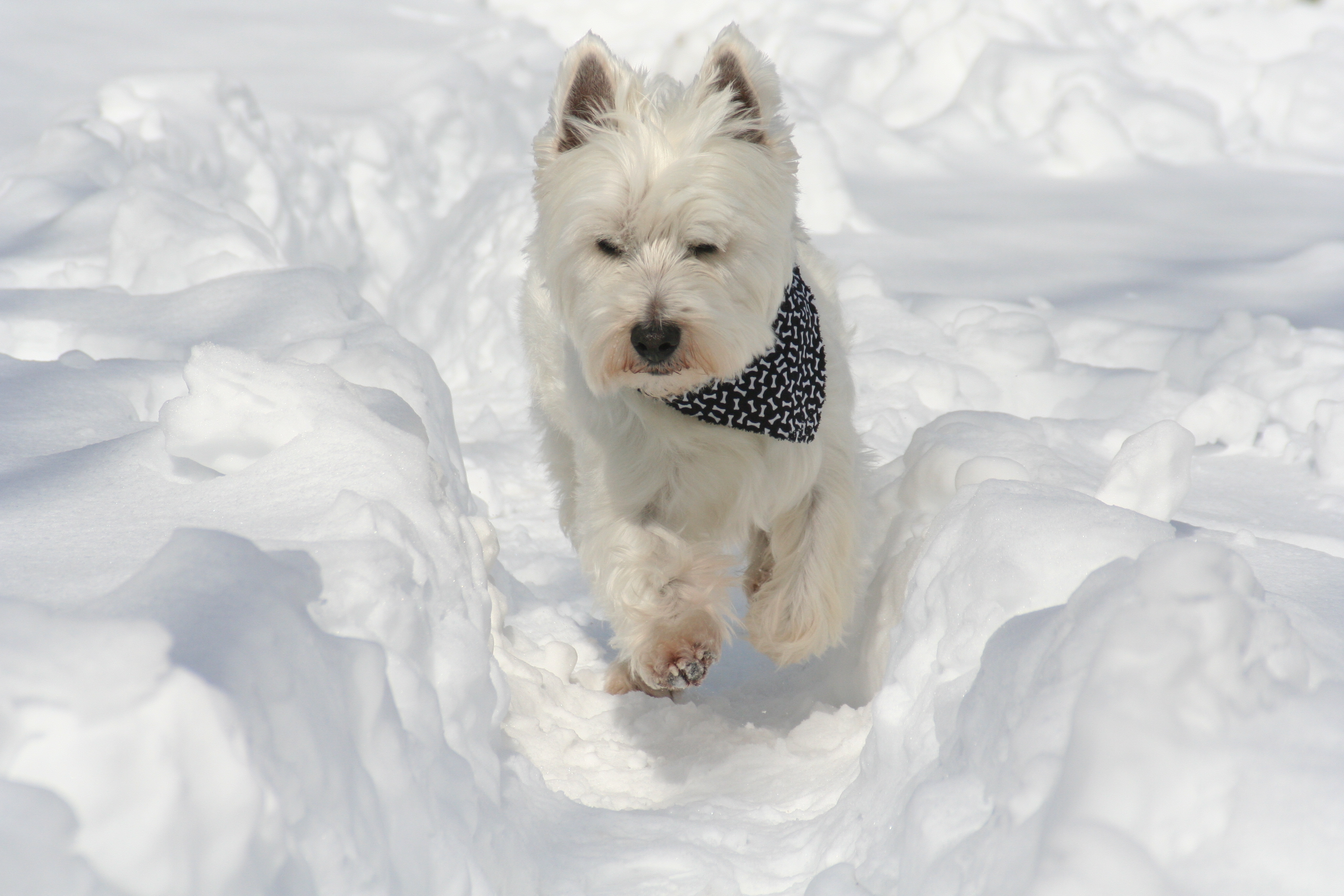 Snow Trail Dog 3-3-13 CD