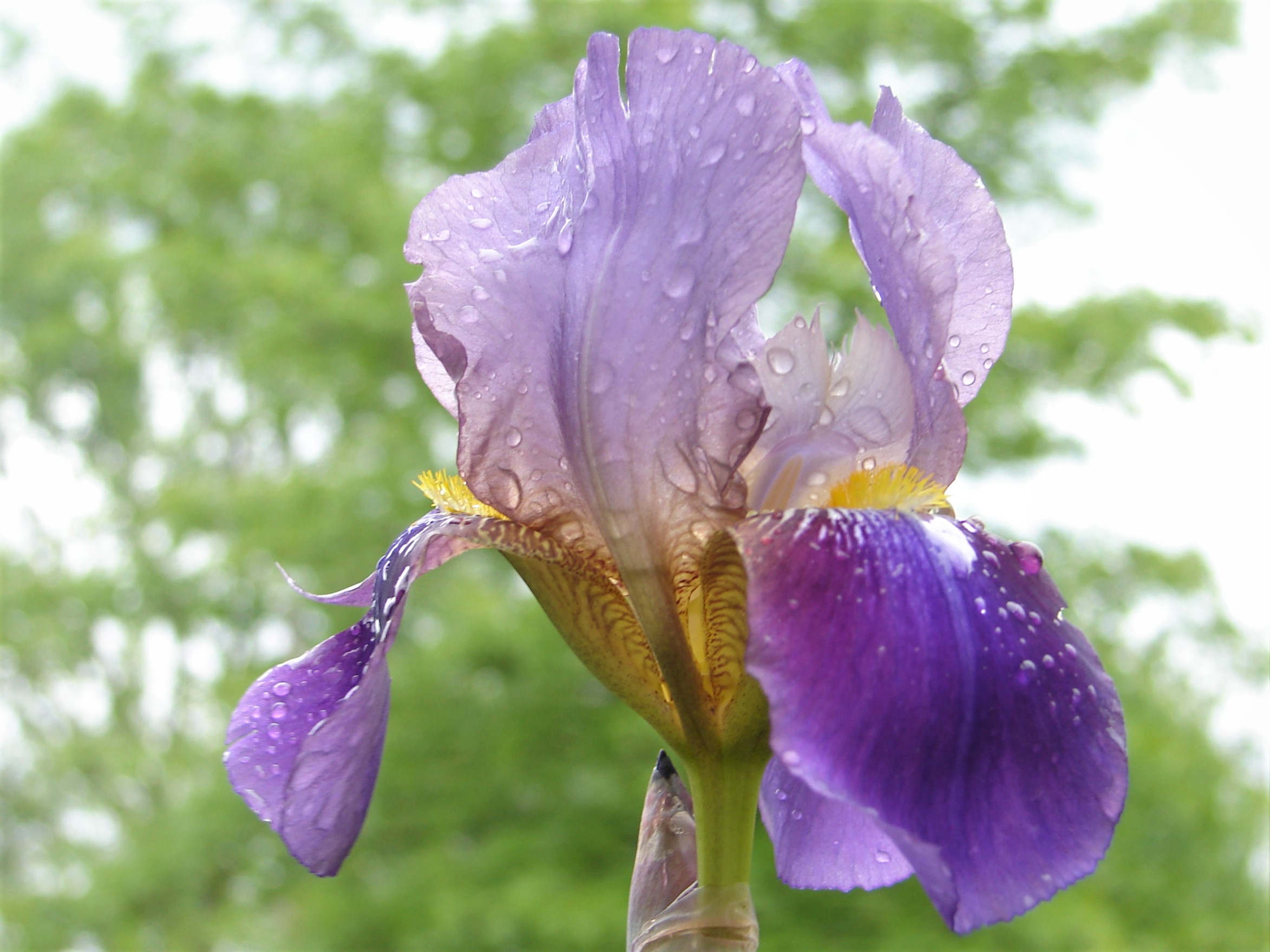 Iris Rising
