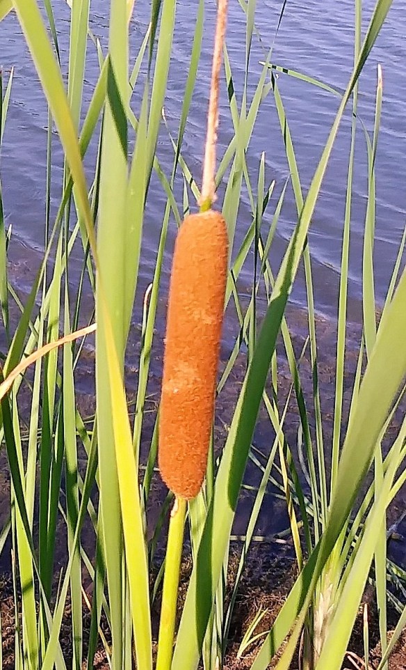 Reed Cat Tail (2)