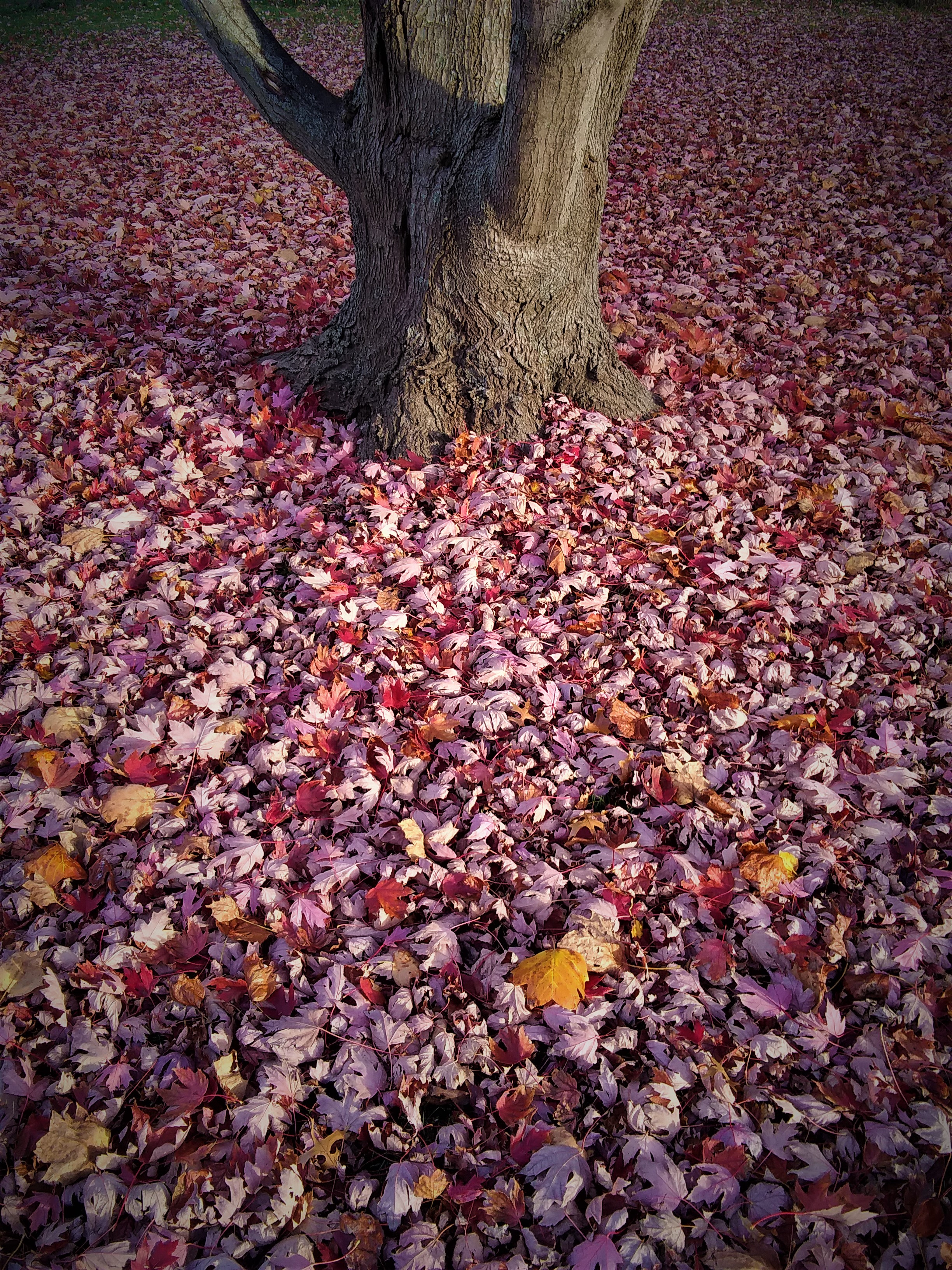 Trunk &amp; Leaves (2)