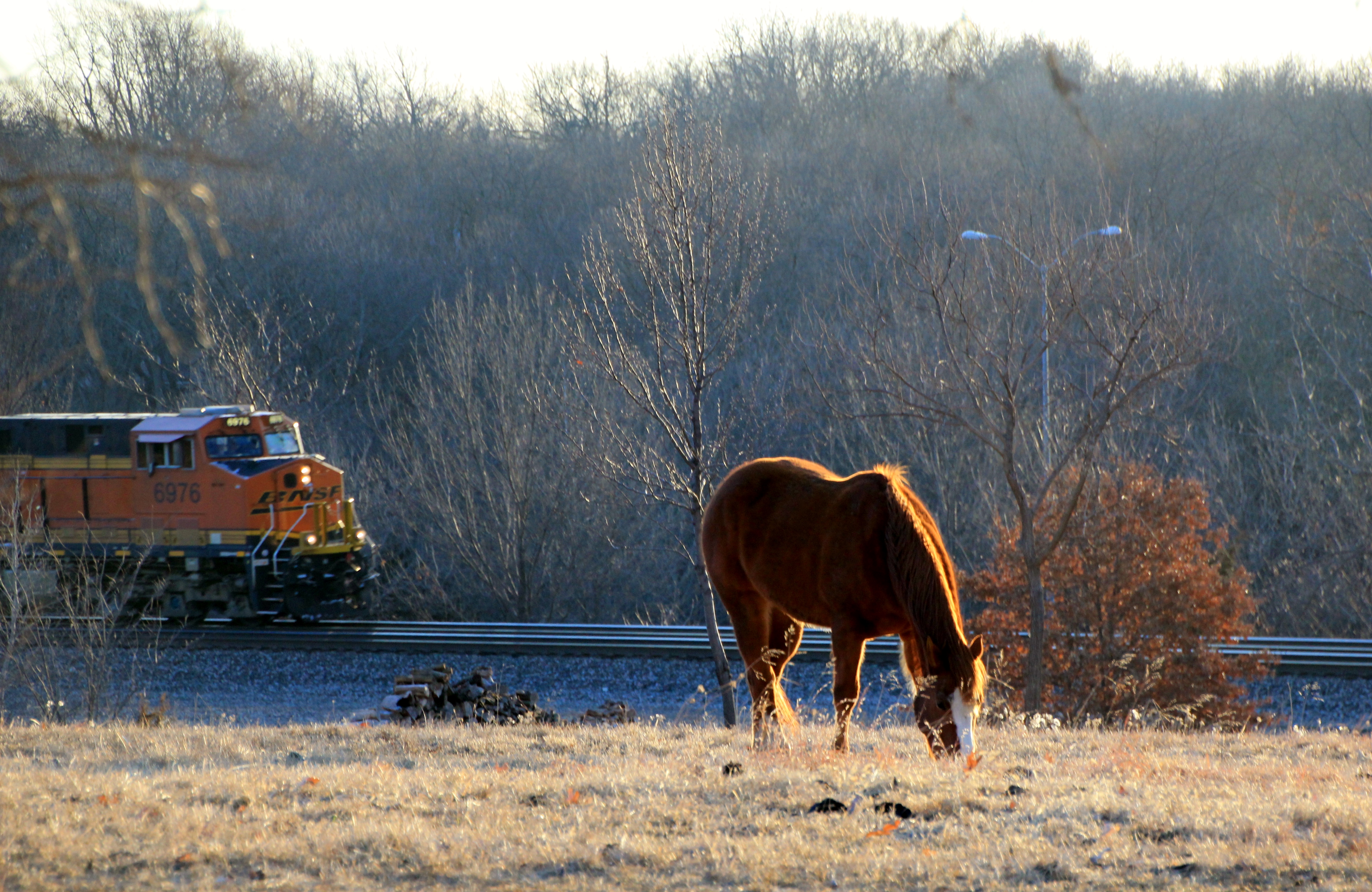 Sunlit Horse 2-26-15 014